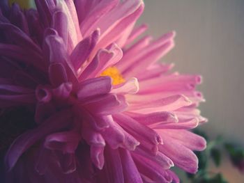 Close-up of pink flowers blooming outdoors