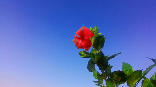 Close-up of red flowers