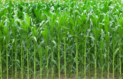 Full frame shot of corn field