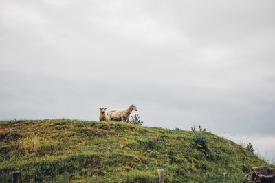 Low angle view of sheep on field against sky