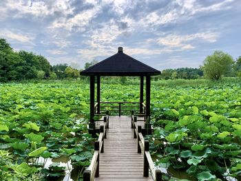 Traditional style deck over a sea of lotus, dongping national forest park.