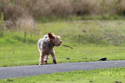 Dog running on grass