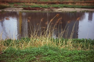 Scenic view of lake