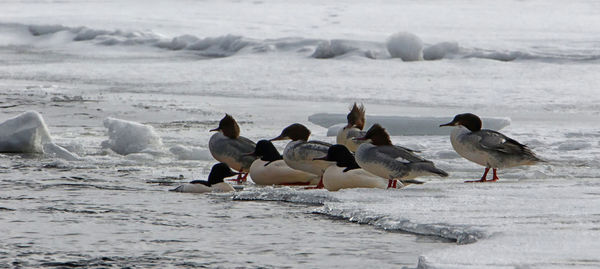 Flock of seagulls on beach
