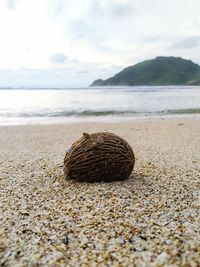 Sea mango - the fruit of suicide washed ashore