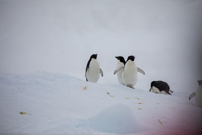 Flock of birds on snow covered landscape