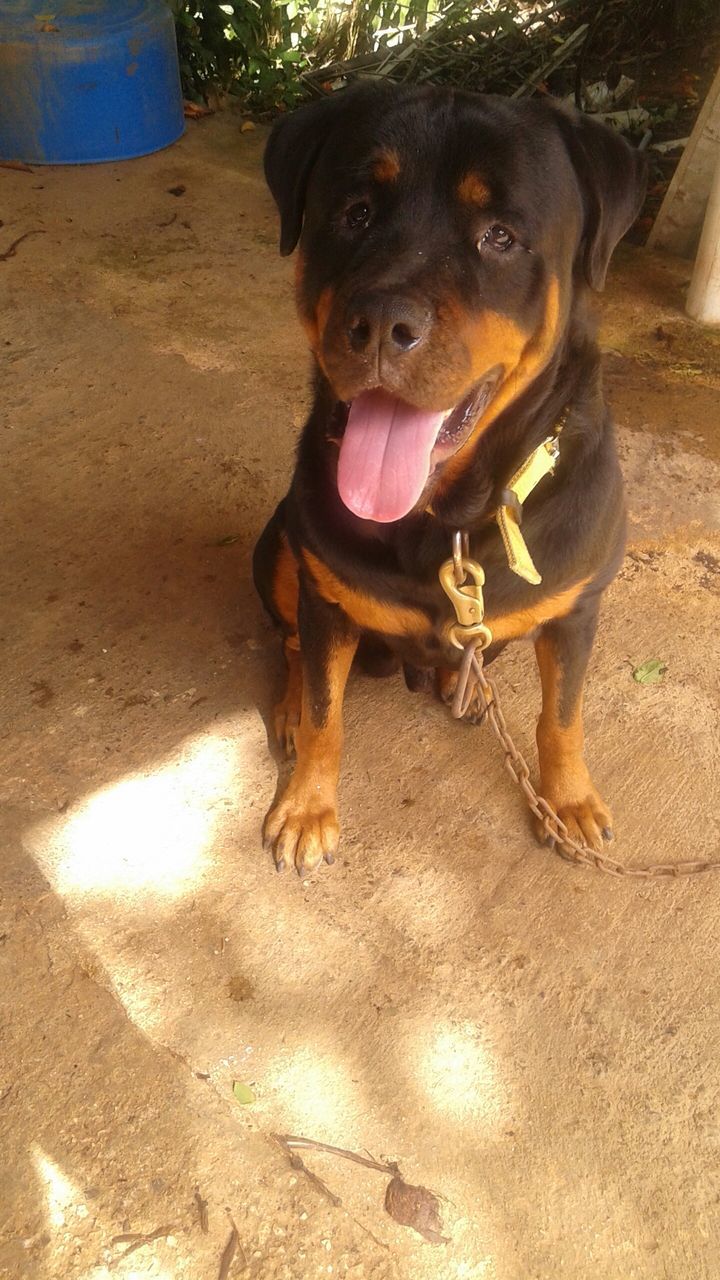 dog, pets, domestic animals, animal themes, mammal, one animal, looking at camera, portrait, sitting, pet collar, full length, high angle view, pet leash, canine, sticking out tongue, mouth open, front view, sunlight, relaxation