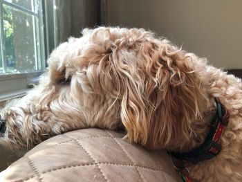 Close-up of a dog at home