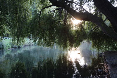 Trees by lake in forest against sky