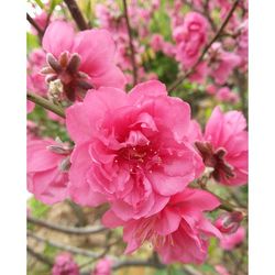 Close-up of pink flowers