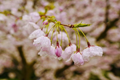 Close-up of pink cherry blossoms