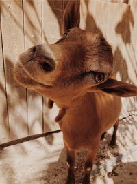 Close-up of goat looking at camera