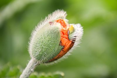 Close-up of flower bud growing outdoors