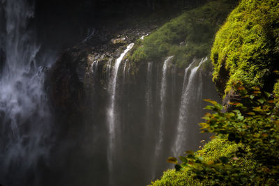 Scenic view of waterfall in forest