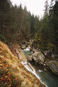 River amidst trees in forest