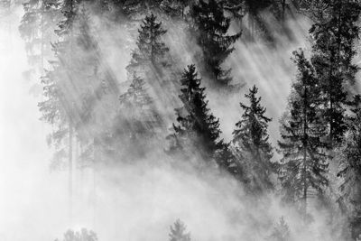 Low angle view of pine trees in forest