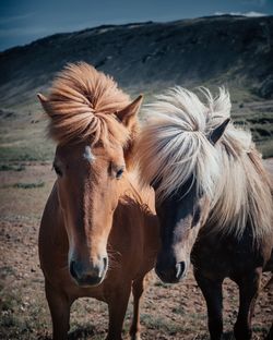 Close-up of horses standing on field