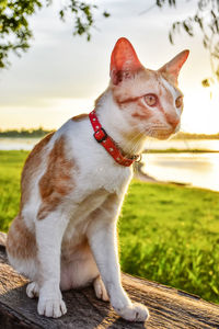 Portrait of a cat looking away