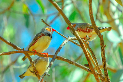 Close-up of bird perching on branch