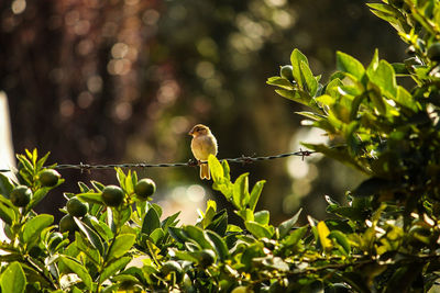 Bird perching on a plant