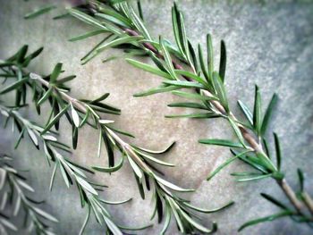 Close-up of plants