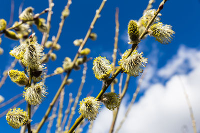 Low angle view of flowering plant against blue sky