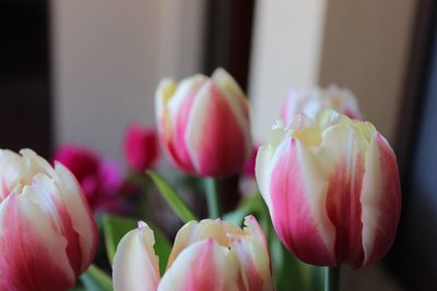 Close-up of pink tulips