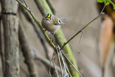 Close-up of bird perching on branch