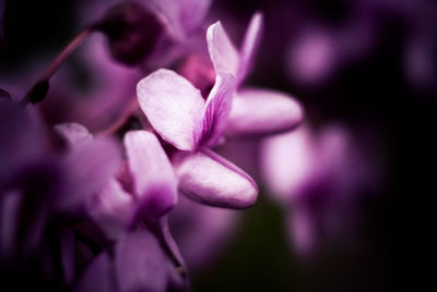 Close-up of flower against blurred background