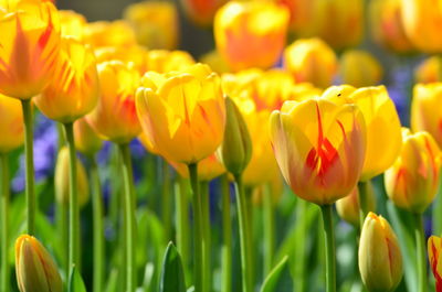 Close-up of yellow tulips in field