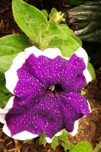 Close-up of purple flowering plant