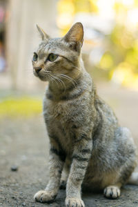 Close-up of a cat looking away