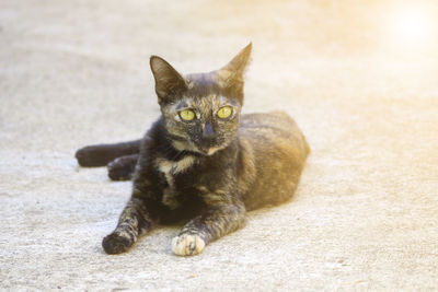 Portrait of cat relaxing outdoors