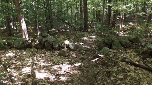 Trees in forest