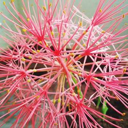 Close-up of red flowers