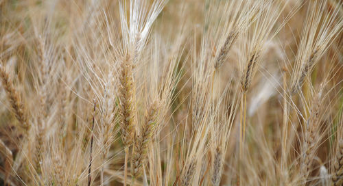 Close-up of wheat growing on field