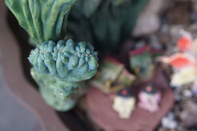 Close-up of succulent plant