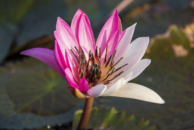 Close-up of pink flower blooming outdoors