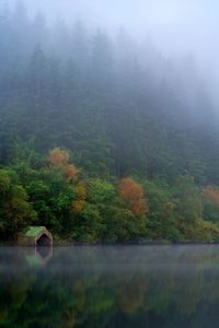 Scenic view of lake in forest