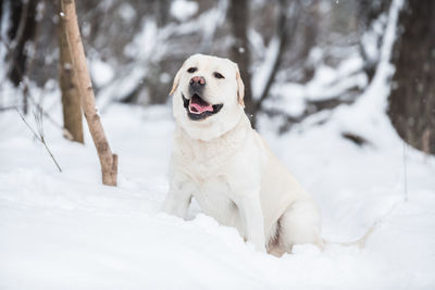 Portrait of dog in snow