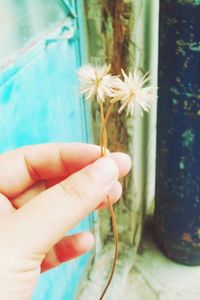 Close-up of hand holding flower