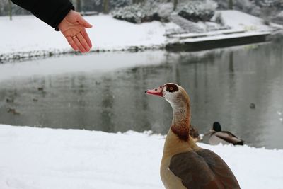 Close-up of mallard duck on lake during winter