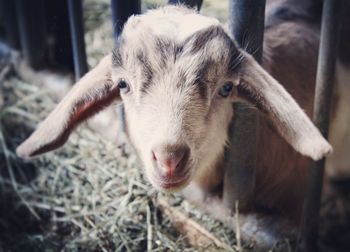 Close-up portrait of goat