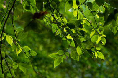 Close-up of leaves on tree in forest