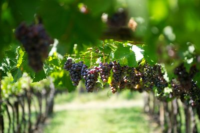 Close-up of grapes growing in vineyard