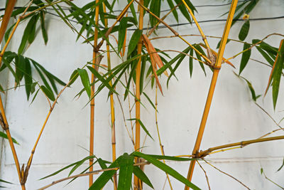 Close-up of bamboo plants against calm lake