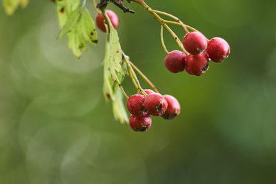 Close-up of red berries growing on tree