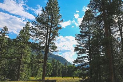 Low angle view of trees against cloudy sky