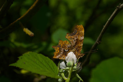 Close-up of insect on leaves