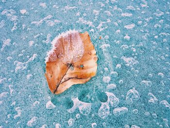 Close-up of leaf on water